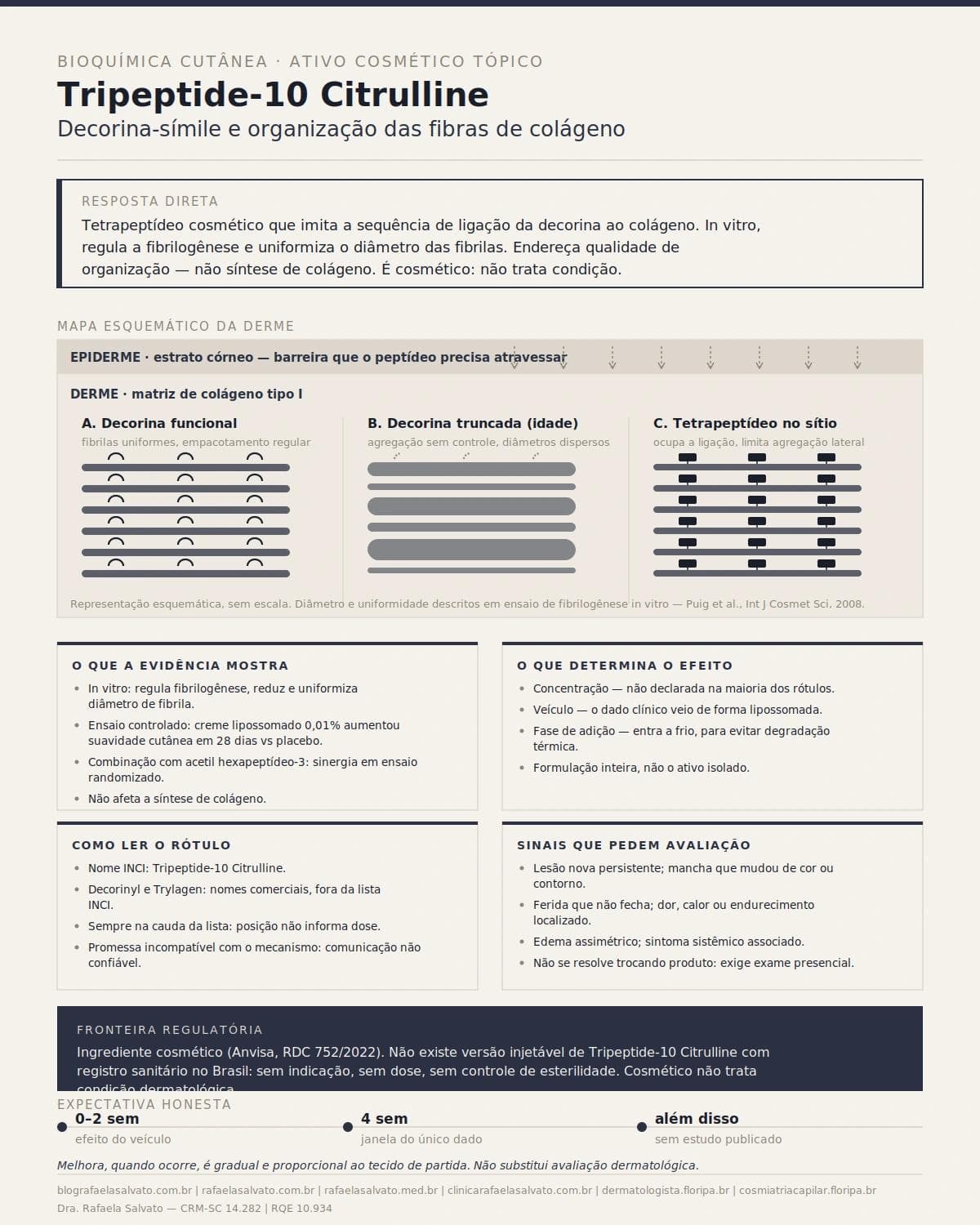 Infográfico editorial — Tripeptide-10 Citrulline: decorin-like peptide e organização das fibras